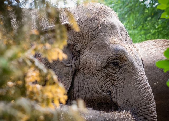 La « chasse » aux éléphants